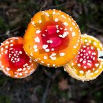 Liège : Bitcoin, un organisme vivant ? / les facettes de sa valeur