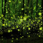 La part anarchiste des communs