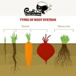 Bitcoin Pair-à-pair – Activation de Taproot