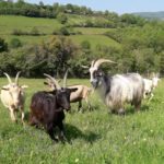 Chambres d’hôtes à la ferme à Cenves dans le Haut Beaujolais