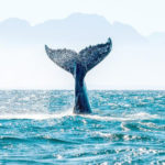 Bitcoin est-il trop concentré ?