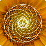 Grand Angle : Bitcoin, l’émergence d’un ordre spontané