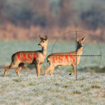 Grand Angle Crypto : Les PSAN/VASP dans le viseur de l’EU