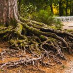 Comprendre les chemins de dérivation d’un portefeuille Bitcoin